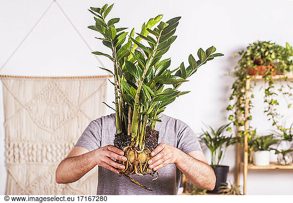 Reifer Mann zeigt die Wurzel der Pflanze Zamioculcas Zamiifolia  während er zu Hause steht