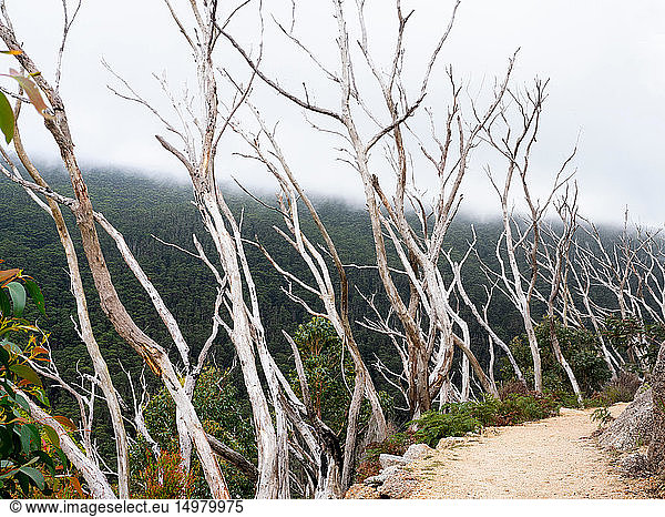 Reihe kahler Baumkronen entlang des Weges über einem ländlichen Tal Wilson's Promontory National Park Victoria Australien