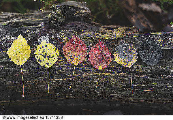 Reihe von verschiedenen nassen Herbstblättern auf Totholz