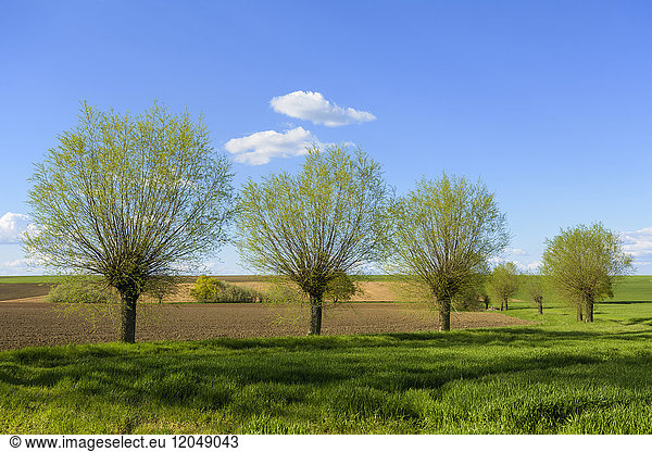Reihe von Weidenbäumen im Feld im Frühling  Leuzenbronn  Bayern  Deutschland
