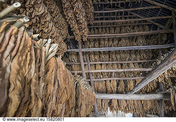 Reihen von getrockneten Tabakblättern  Valle de Vinales  Kuba