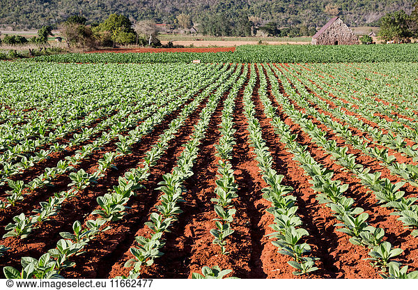 Reihen von grün gefärbten Pflanzen in der Agrarlandschaft  Vinales  Kuba