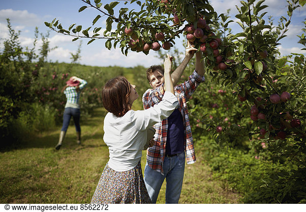 Reihen von Obstbäumen in einem biologischen Obstgarten. Eine Gruppe von Menschen pflückt die reifen Äpfel.