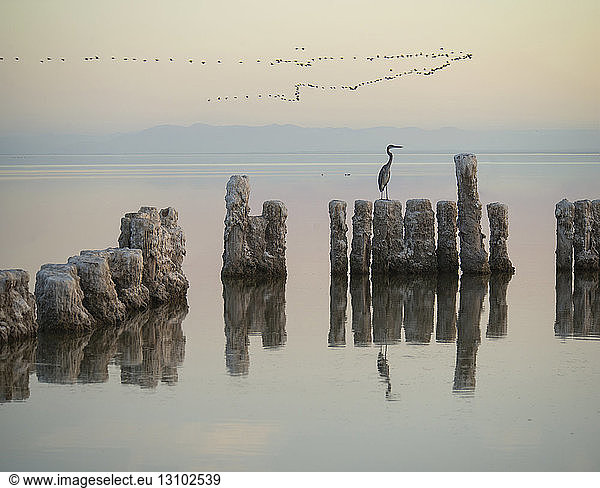 Reiher auf Felsen am Salton Sea gegen fliegende Vogelschwärme