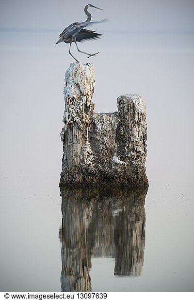 Reiher  der auf einem Felsen bei Salton Sea sitzt