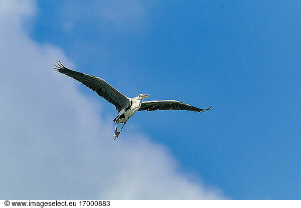 Reiher fliegt am Himmel der Insel Huraa auf den Malediven