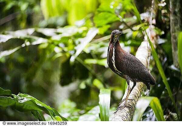 Reiher im Amazonas-Regenwald  Coca  Ecuador  Südamerika