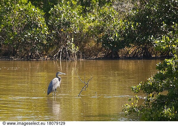 Reiher im Ding Darling National Wildlife Refuge/ heron  Ding Darling National Wildlife Refuge  Florida  USA  Nordamerika