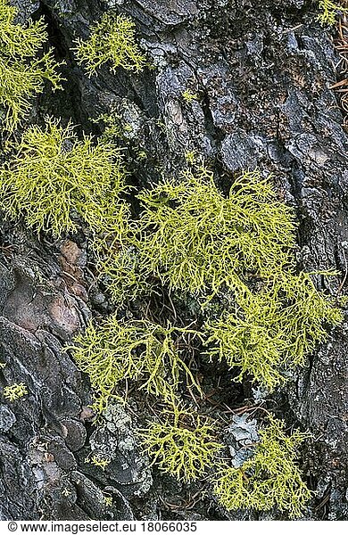 Reindeer lichen (Cladonia portentosa) (Cladonia impexa) on pine tree bark