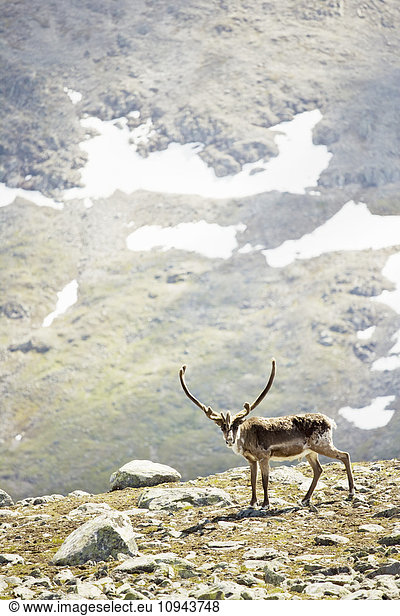 Reindeer standing on mountain