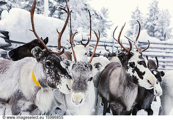 Reindeers on a farm  Hetta  Enontekioe  Finland