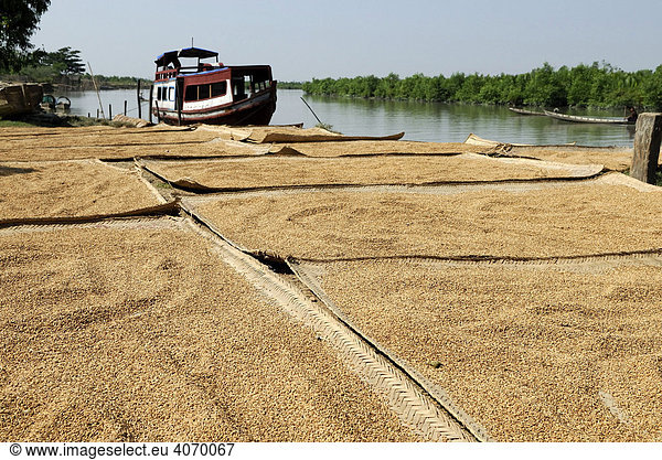 Reis beim Trocknen  Mrauk-U  Myanmar  Südostasien