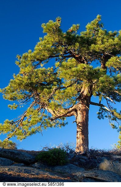 Reise  Kalifornien  Kiefer  Pinus sylvestris  Kiefern  Föhren  Pinie  Kings Canyon National Park