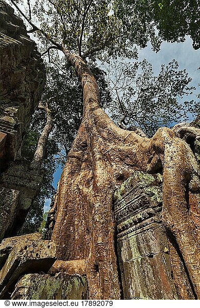 Reisen Kambodscha Konzept Hintergrund  alte Ruinen mit Baumwurzeln  Ta Prohm Tempel  Angkor  Kambodscha  Asien
