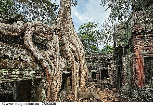 Reisen Kambodscha Konzept Hintergrund  alte Ruinen mit Baumwurzeln  Ta Prohm Tempel  Angkor  Kambodscha  Asien