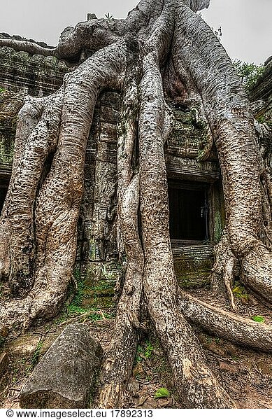 Reisen Kambodscha Konzept Hintergrund  alte Ruinen mit Baumwurzeln  Ta Prohm Tempelruinen  Angkor  Kambodscha  Asien