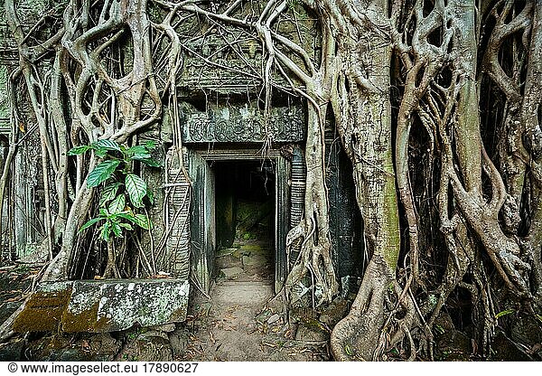Reisen Kambodscha Konzept Hintergrund  alten Stein Tür und Baumwurzeln  Ta Prohm Tempelruinen  Angkor  Kambodscha  Asien