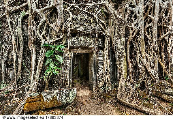 Reisen Kambodscha Konzept Hintergrund  alten Stein Tür und Baumwurzeln  Ta Prohm Tempelruinen  Angkor  Kambodscha  Asien