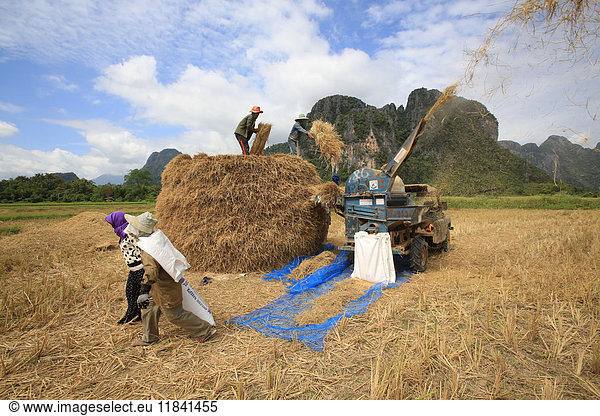 Reisfeld  laotische Bauern bei der Reisernte in ländlicher Umgebung  Laos  Indochina  Südostasien  Asien