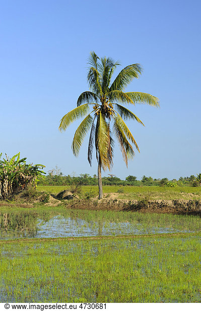 Reisfeld vor tropischer Palme  Morondava  Madagaskar  Afrika