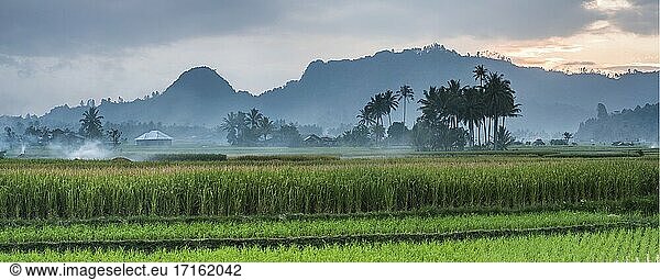Reisfelder  Bukittinggi  West Sumatra  Indonesien