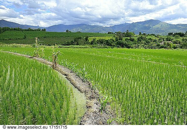Reisfelder mit Bewässerungsdamm  Region Amazonas  Provinz Utcubamba  Peru  Südamerika