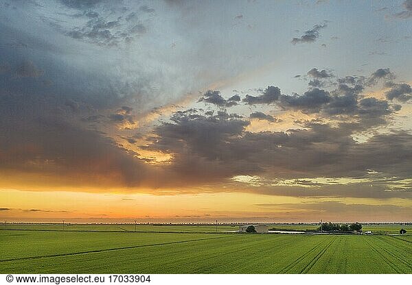 Reisfelder (Oryza sativa) bei Sonnenaufgang im Juli. Ansicht aus der Luft. Drohnenaufnahme. Naturschutzgebiet Ebro-Delta  Provinz Tarragona  Katalonien  Spanien.