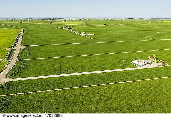 Reisfelder (Oryza sativa) im Juli. Ansicht aus der Luft. Drohnenaufnahme. Naturschutzgebiet Ebro-Delta  Provinz Tarragona  Katalonien  Spanien.