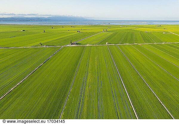 Reisfelder (Oryza sativa) im Juli. Ansicht aus der Luft. Drohnenaufnahme. Naturschutzgebiet Ebro-Delta  Provinz Tarragona  Katalonien  Spanien.