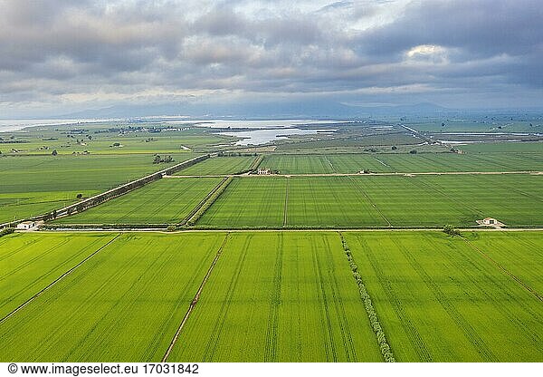 Reisfelder (Oryza sativa) im Juli  Luftbild  Drohnenaufnahme  Naturschutzgebiet Ebro-Delta  Provinz Tarragona  Katalonien  Spanien  Europa