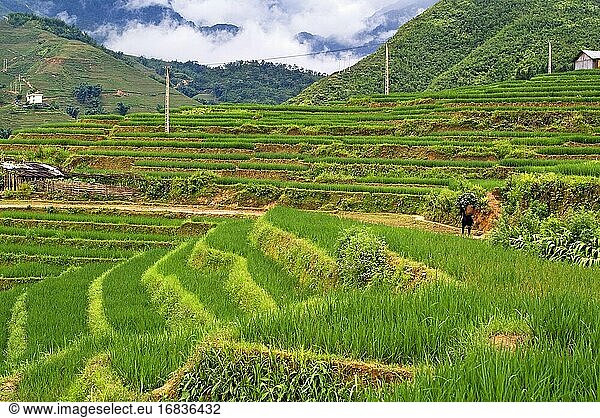 Reisterrassen in der Nähe des Dorfes Lao Chai. Trekking von Sapa nach Lao Chai. Vietnam.