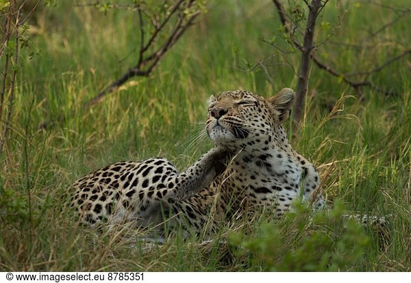 Relaxing Leopard (Panthera pardus)