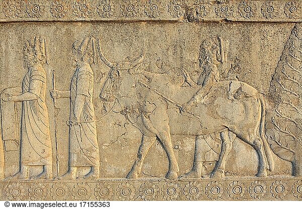 Relief in Persepolis  Iran.