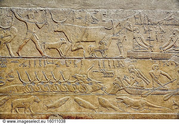 Reliefs  Mastaba von Kagemni  Nekropole von Saqqara  UNESCO-Weltkulturerbe  Saqqara  Ägypten