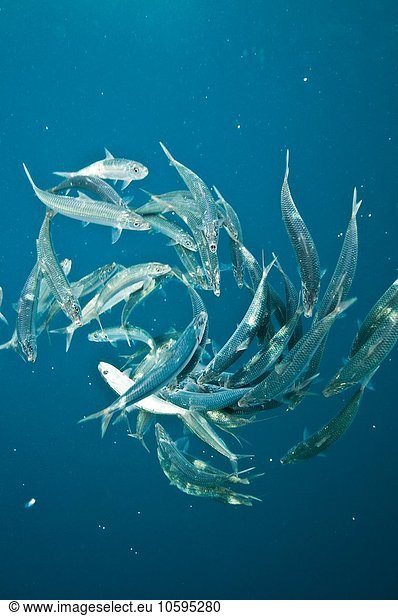 Remaining sardines from sardine baitball  after Bonito fish have attacked  Isla Mujeres  Mexico