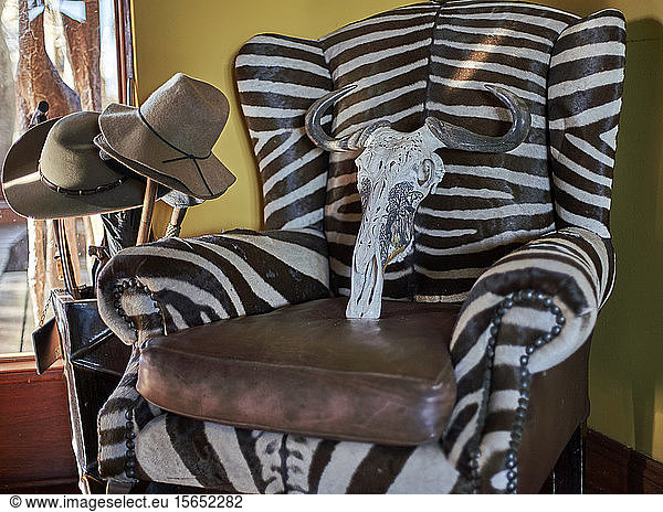 Remains of wildebeest cranium on zebra armchair. Mpumalanga  South Africa