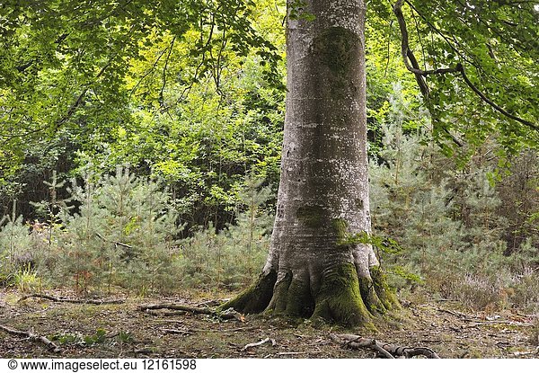Remarkable common beech tree in the Forest of Rambouillet  Haute Vallee de Chevreuse Regional Natural Park  Department of Yvelines  Ile de France Region  France  Europe.