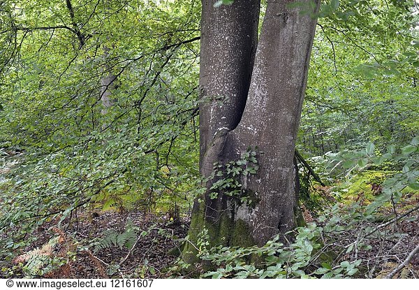 Remarkable common beech tree in the Forest of Rambouillet  Haute Vallee de Chevreuse Regional Natural Park  Department of Yvelines  Ile de France Region  France  Europe.