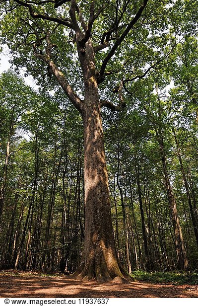 Remarkable oak tree (from 1640  named Charles-Louis Philippe) in the Forest of Troncais (Forêt de Tronçais)  Allier department  Auvergne-Rhone-Alpes region  France  Europe.