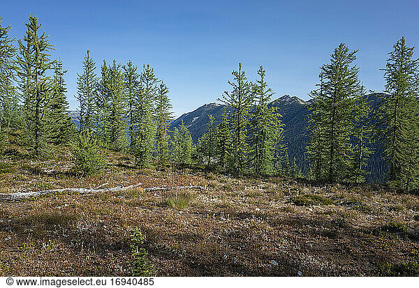 Remote alpine meadow and larch in Fall  along the Pacific Crest Trail