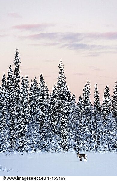 Rentiere zu Weihnachten in der eiskalten  schneebedeckten Winterlandschaft in Lappland in Finnland