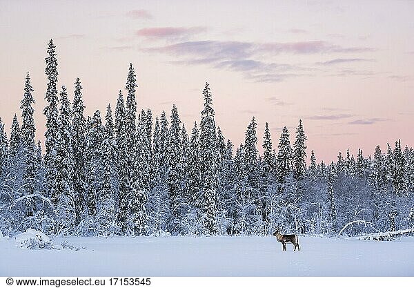Rentiere zu Weihnachten in der eiskalten  schneebedeckten Winterlandschaft in Lappland in Finnland