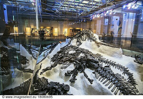 Replica of the discovery of the skeletons of iguanadons in the Bernissart coal mine in 1878 in the Royal Belgian Institute of Natural Sciences  Museum of Natural Sciences in Brussels  Belgium  Europe