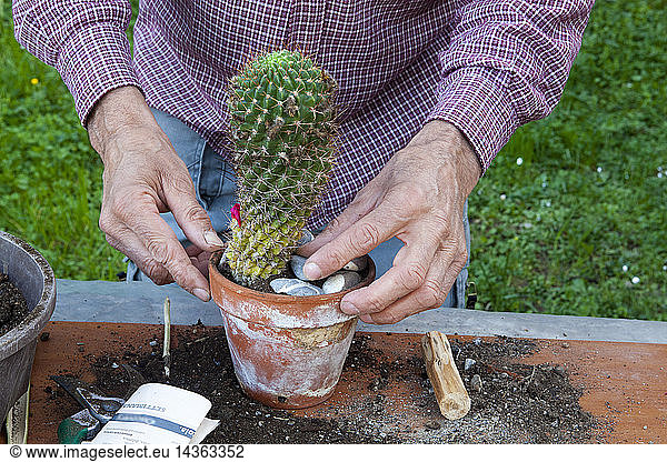Repotting and propagating cacti  step 6  pressed a few pebbles in the soil ensure further stability