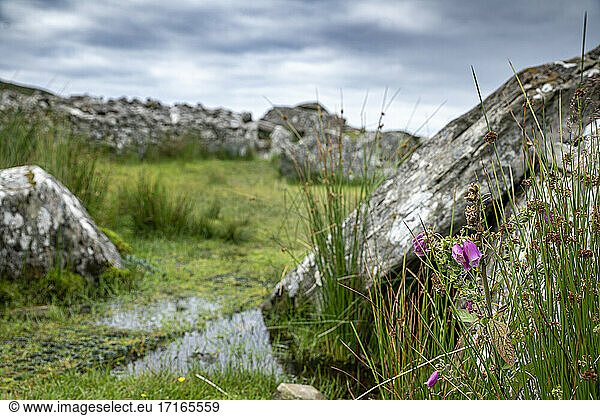 Republik Irland  Grafschaft Donegal  Gras wächst um das megalithische Cloghanmore-Grab