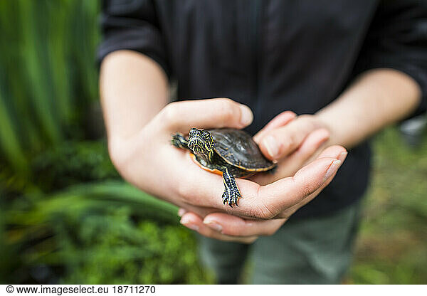 Researcher inspects a Western Painted Turtle