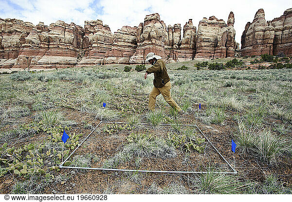Researcher sets ups rain-out study plot  Needles District  Canyonlands NP  UT