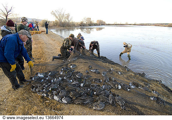 Researchers capture pintail ducks (Anas acuta) under a cannon net as part of a bird banding operation; Bosque del Apache National Wildlife Refuge  New Mexico.