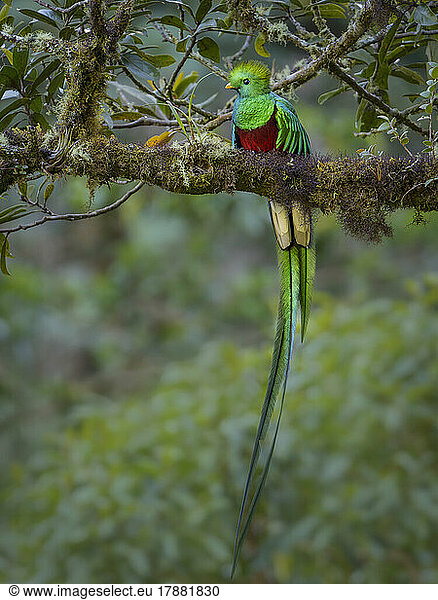 Resplendent Quetzal (Pharomachrus mocinno)  male  Chiriqu? Highlands  Panama