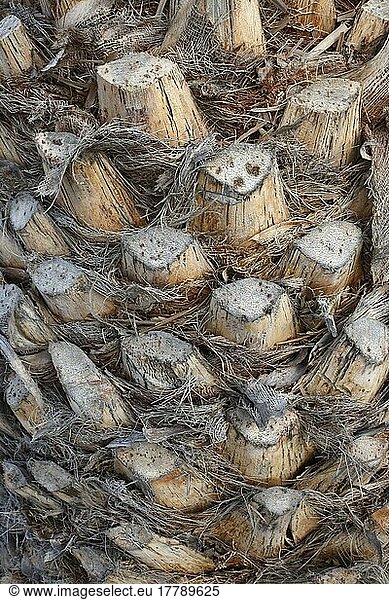 Reste alterabgestorbener Blätter  Kanarische Dattelpalme (Phoenix canariensis)  Playa Blanca  Lanzarote  Kanarische Inseln  Kanaren  Spanien  Europa